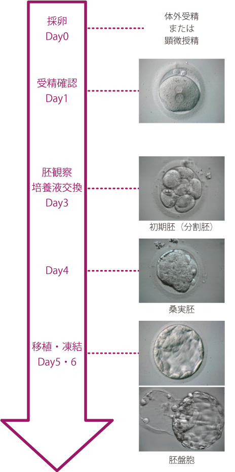 胚 移植 後 着 床 し やすい 食べ物